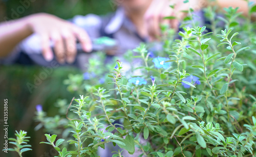 Gardener trimming plants at the background with selective focus on blue color flowers in the foreground. Spring and gardening concept.