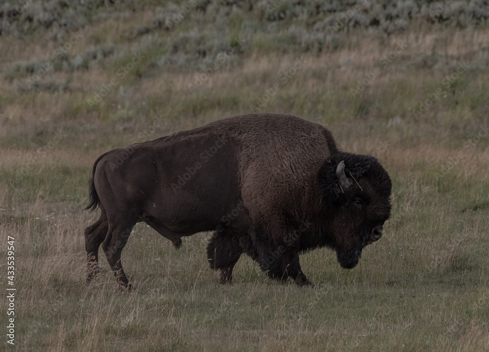 Bison Walks Across Summer Field in Lamar Valley Bison Walks Across Summer Field in Lamar Valley
