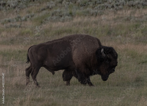 Bison Walks Across Summer Field in Lamar Valley