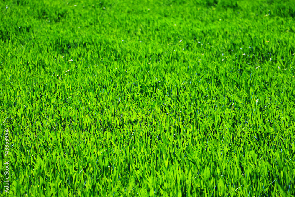 green grass plant nature landscape