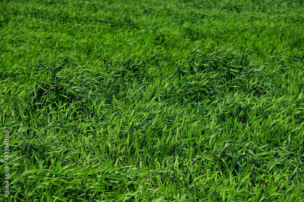 green grass plant nature landscape green grass plant nature landscape