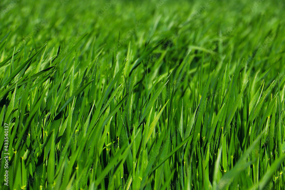 green grass plant nature landscape green grass plant nature landscape