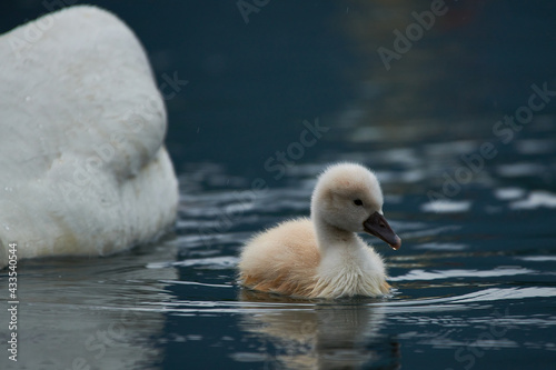 Cute cygnets of a mute swan, Cygnus olor © DannyIacob