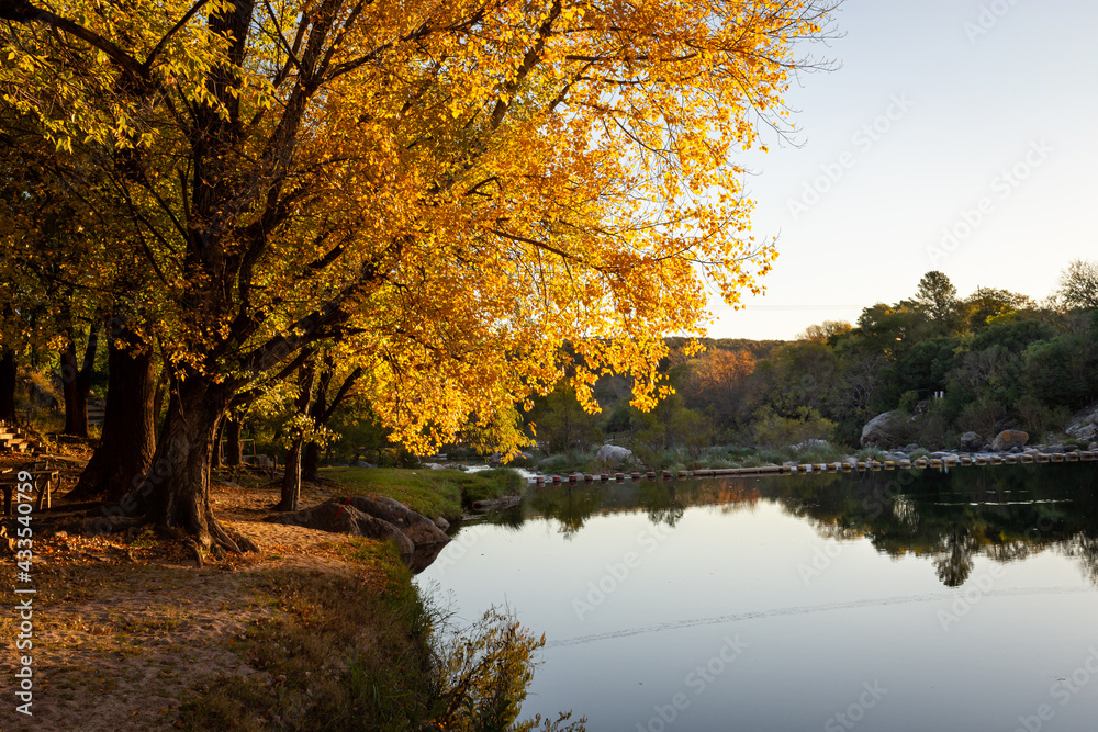 Árbol en otoño sobre la ribera del río Cosquín en la tarde
