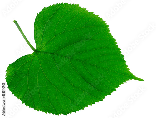 Isolated green leaf. One green leaf of a round shape on a white background.