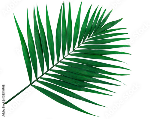 Isolated green leaf. Lush leaf of palm tree on white background.