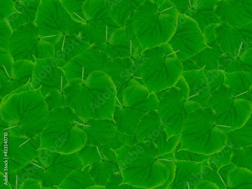 Green leaves seamless pattern. Green leaves are rounded, overlapping. Seamless natural green pattern.Natural background.