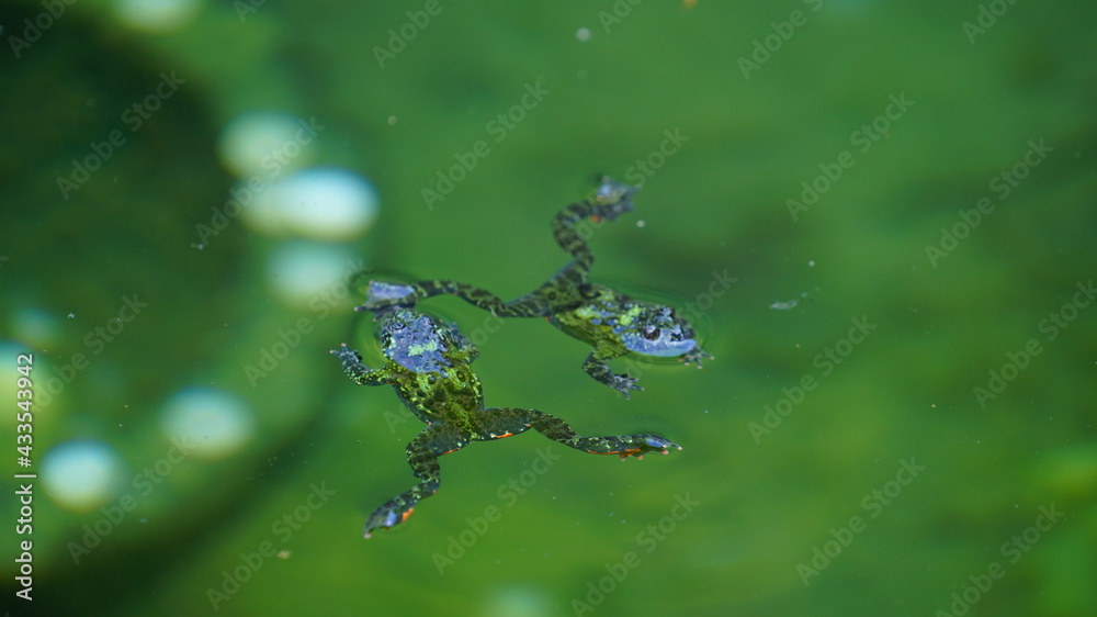 Obraz premium 물 속에서 헤엄치는 개구리