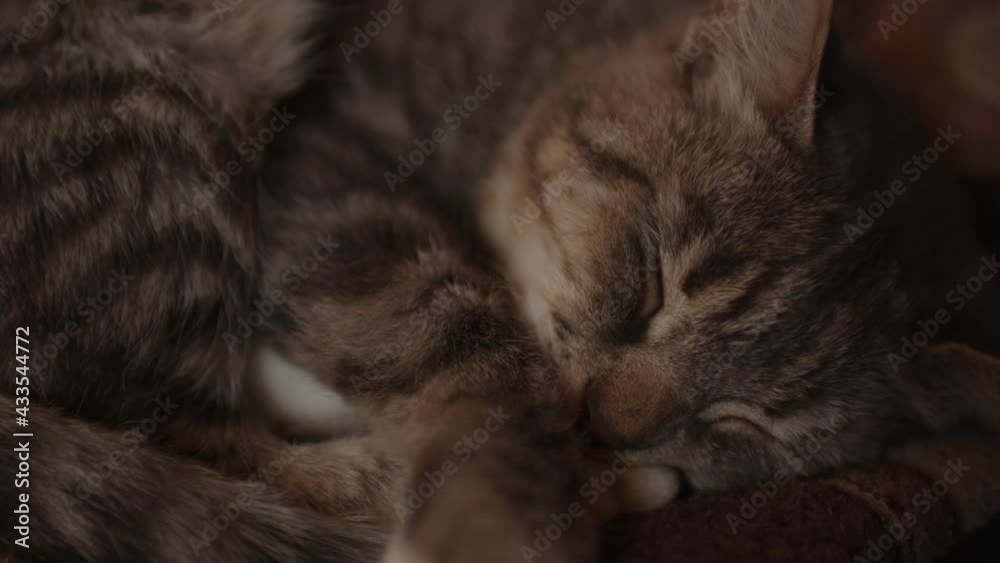 Close up of domestic cat sleeping on sofa in room. Cute pussycat resting. Close up of domestic cat sleeping on sofa in room. Cute pussycat resting.