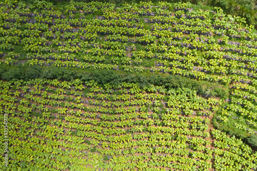 Aerial view of a tobacco plantation in Yunnan, China photo