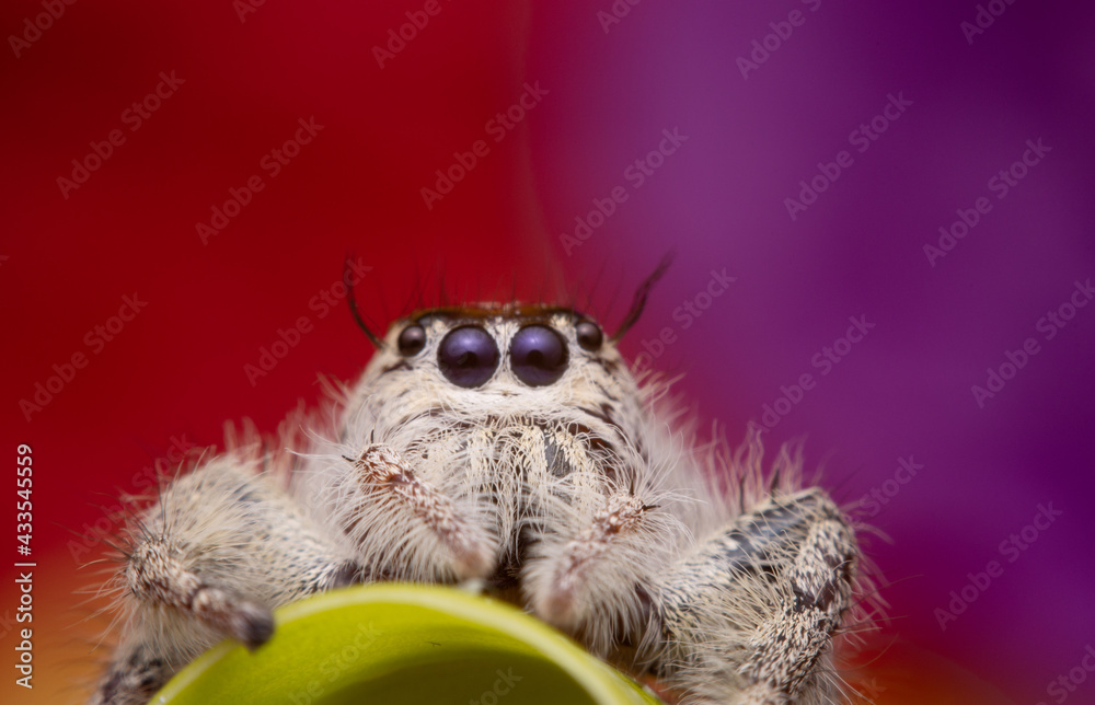 Super macro image of Jumping spider
