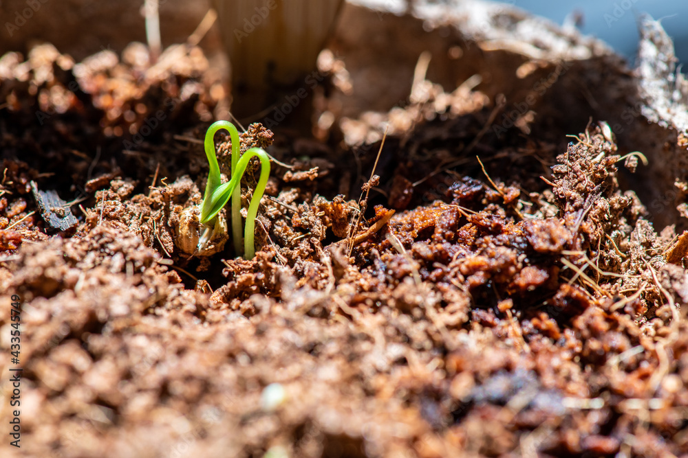 Cilantro herbs beginning to grow in a peat pot. Cilantro herbs beginning to grow in a peat pot.