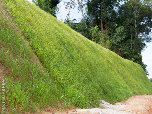 Fotografering Permanent slope protection with the natural grass using the hydroseed method
