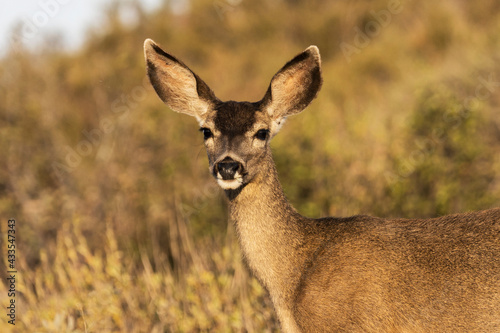 Mule Deer at Rocky Peak Park in the Santa Susana Mountains near Los Angeles and Simi Valley, California.
