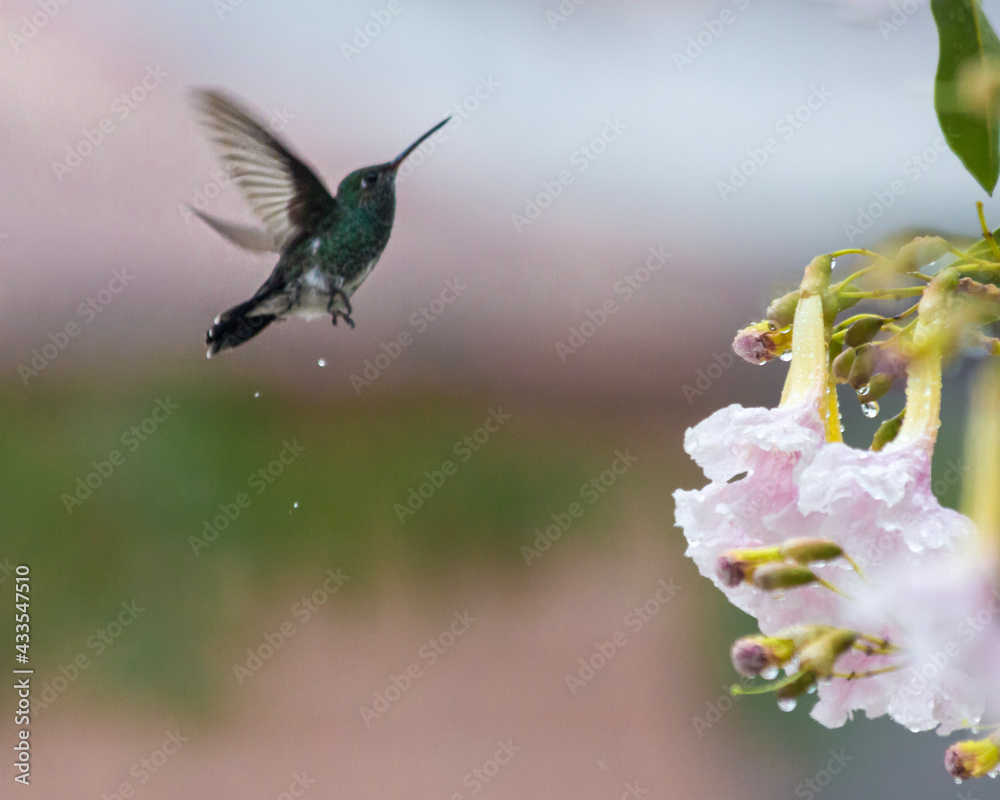 Obraz premium hummingbird and flower