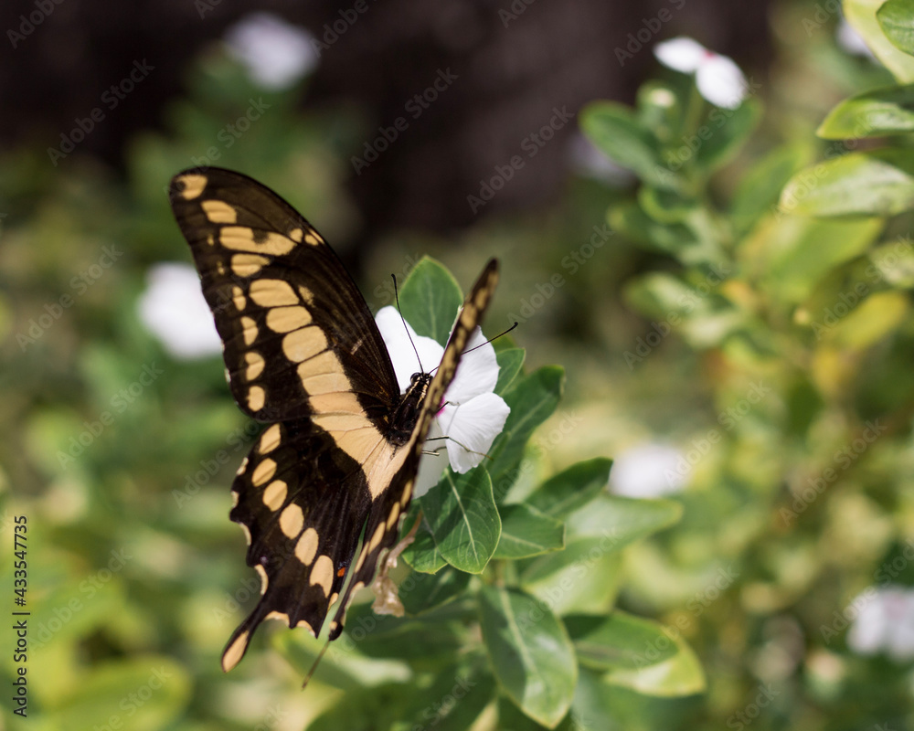 butterfly on a flower