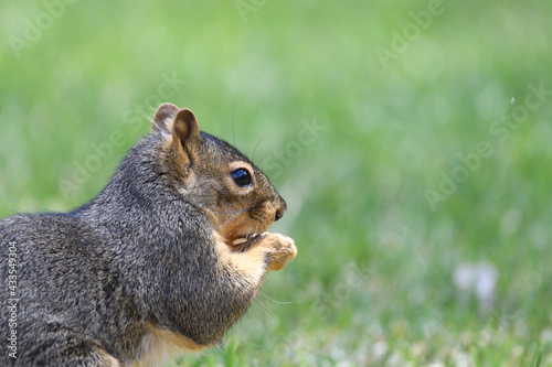 close up ofsquirrel in the park