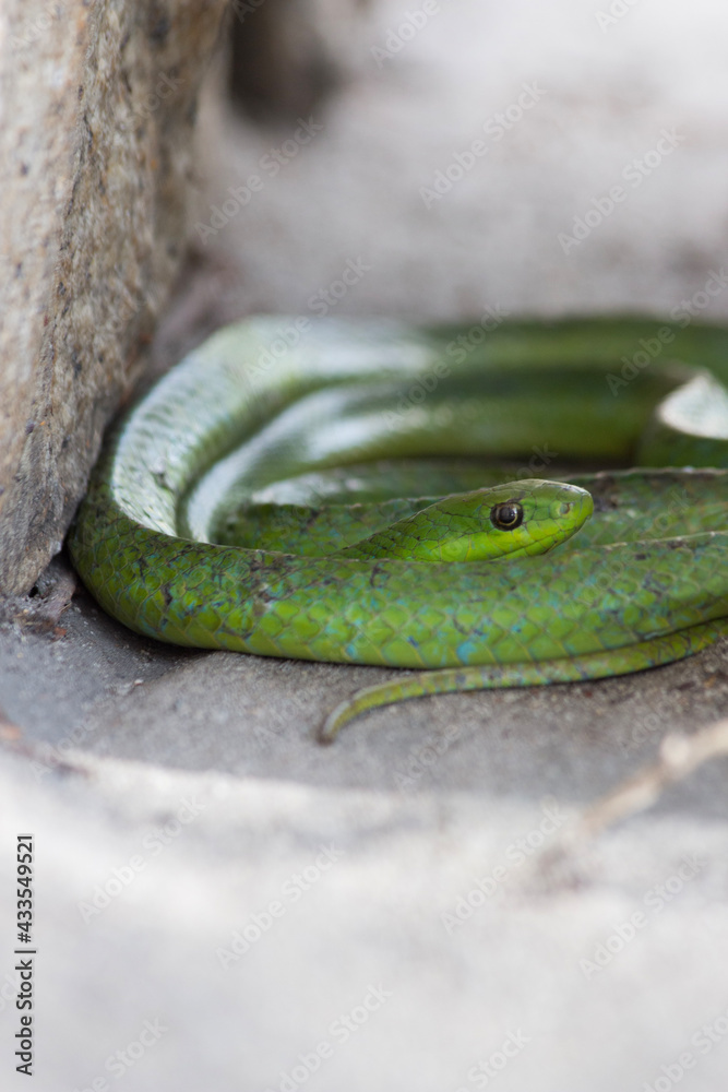 Fototapeta premium close up of a green snake