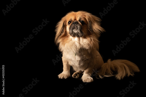Pekingese dog on black background in studio