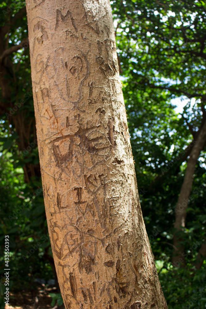 Fototapeta premium trunk of a tree