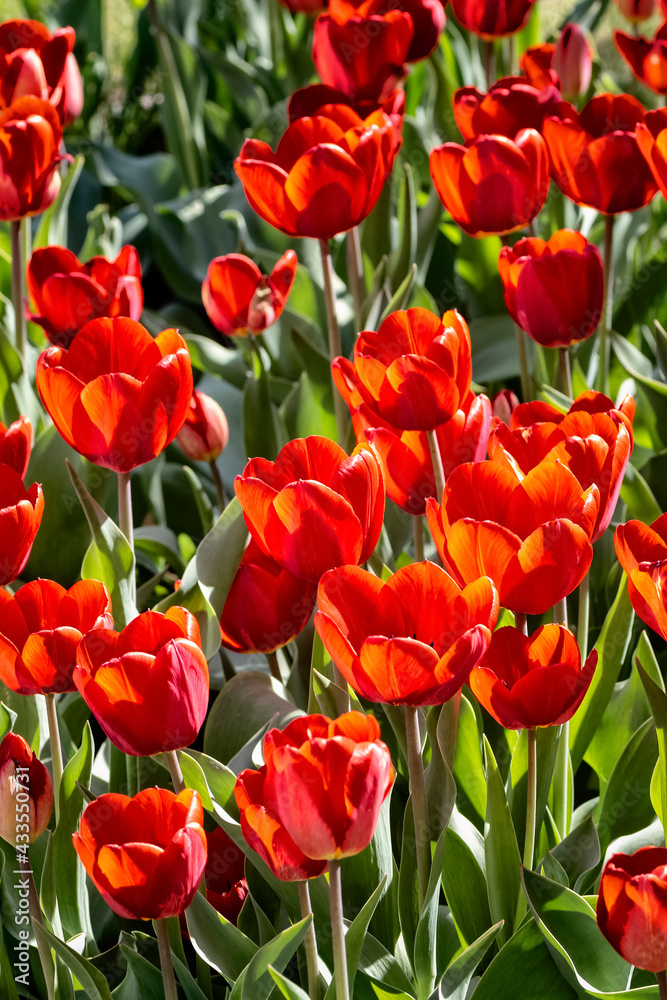 A row of red tulips in the backyard close-up.