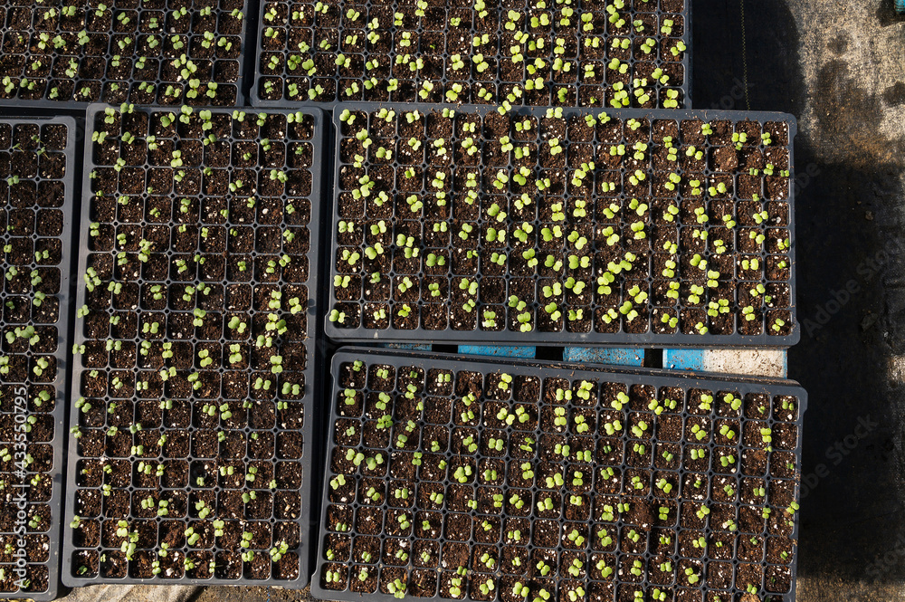 A farm greenhouse full of organic seedlings at a Canadian organic farm. A farm greenhouse full of organic seedlings at a Canadian organic farm.