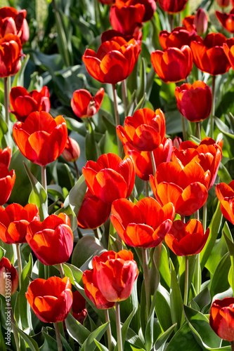 A row of red tulips in the backyard close-up.