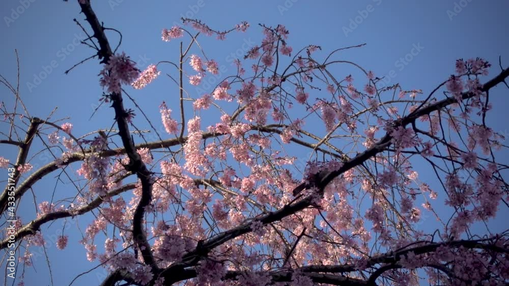 Handheld view of Sakura cherry blossom trees in shadows against blue sky Handheld view of Sakura cherry blossom trees in shadows against blue sky