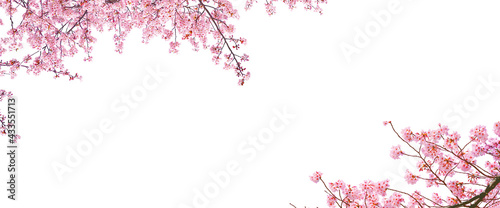 Pink cherry blossom (sakura) in spring season isolated on white background with blank copy space.