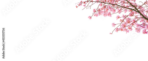 Photography Cherry blossom (sakura) in spring season isolated on white background with blank copy space