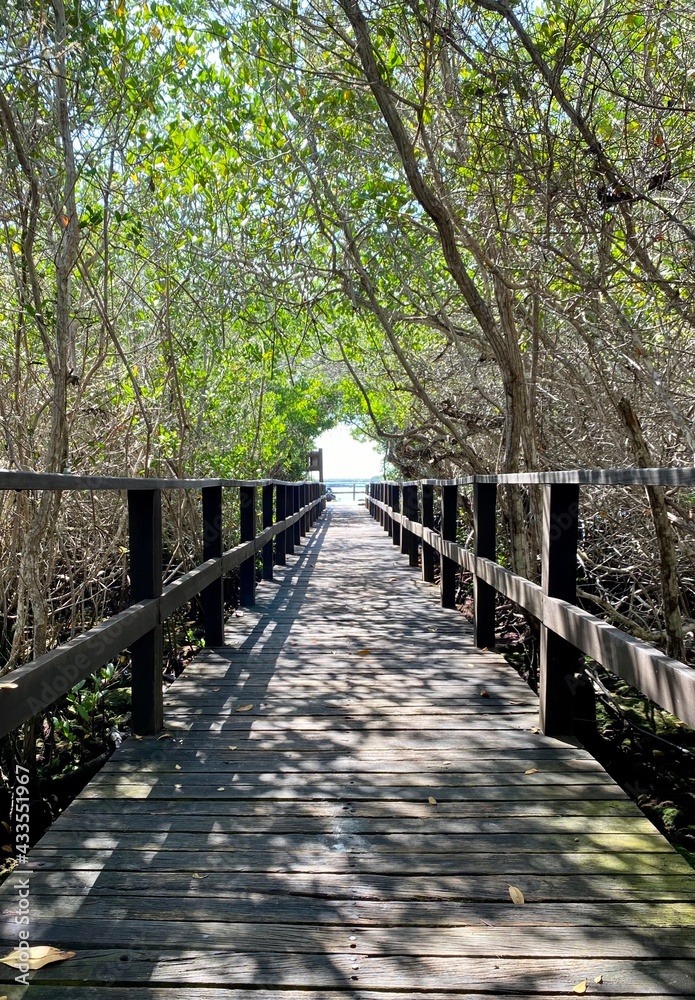 wooden bridge in the park