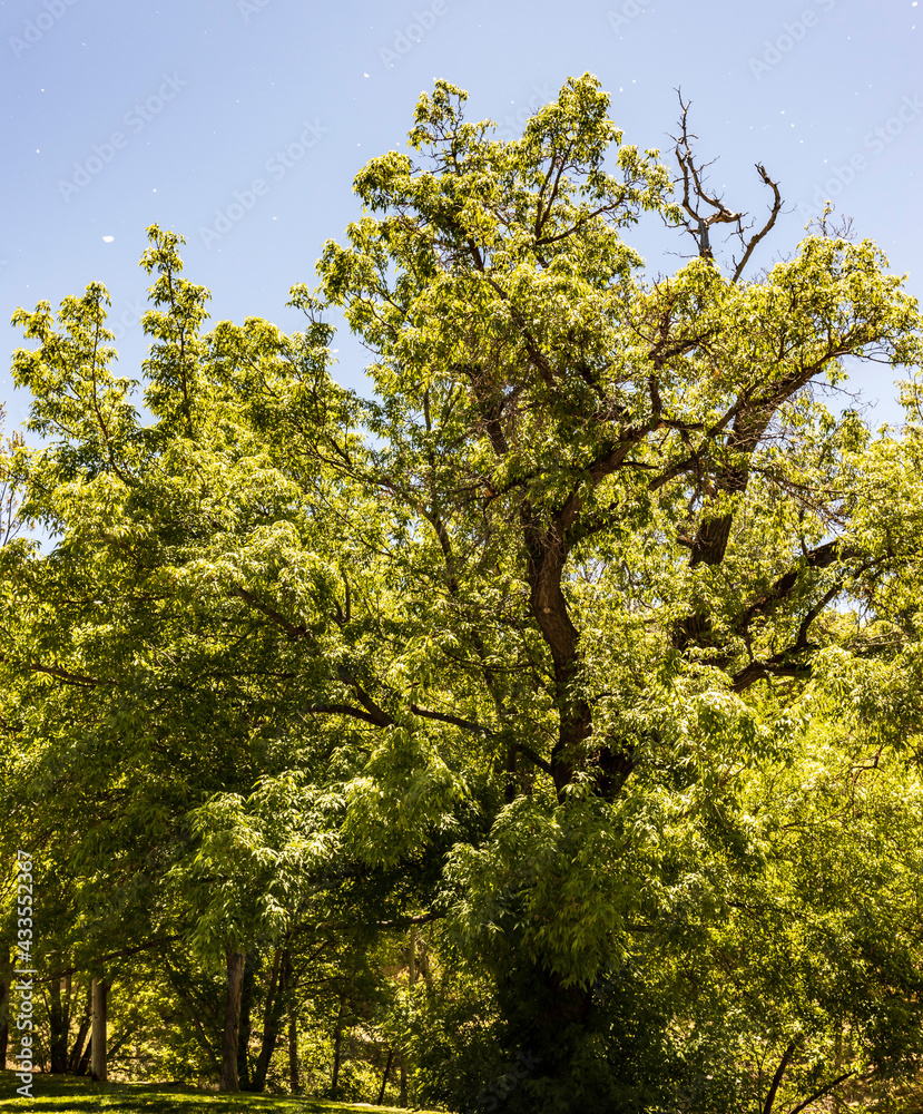 Fototapeta premium Gnarly Trees