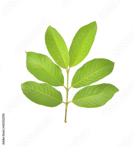 Guava leaves isolated on white background