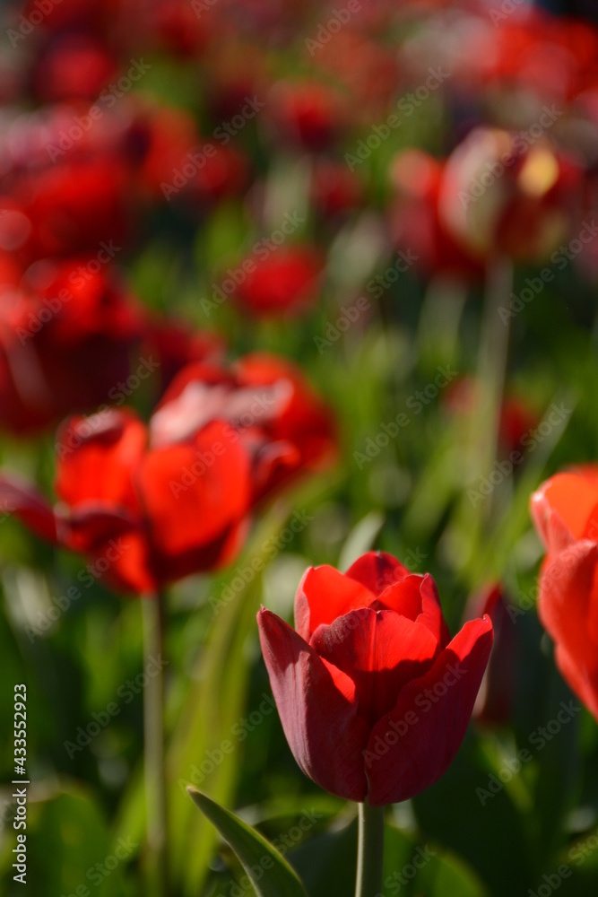 Field of red tulips in spring