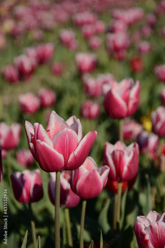 Fototapeta premium White pink tulips on the field