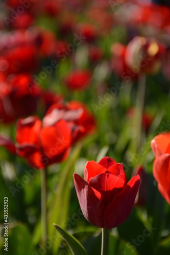 Field of red tulips in spring