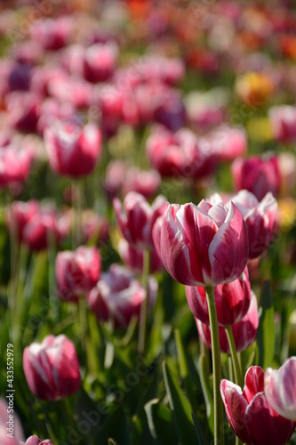 Stripe of white and pink tulips on the field