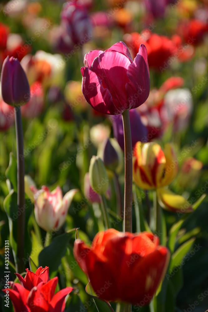 Beautiful variegated tulips on the field