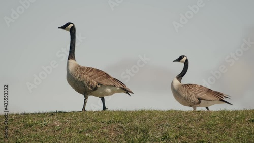 A shot of a pair of Canada Geese along the shore of the Mountsberg Reservoir that is located in Puslinch, Ontario. Just outside Milton. Part of the Greater Toronto Area photo