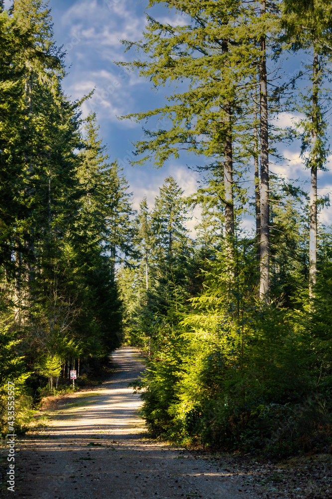 Fototapeta premium tall forest with trail and bright dappled light