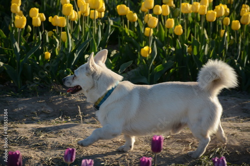 A white dog runs along the path of a tulip field