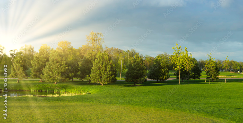 Park with lawn and pine trees in the evening with bright sunlight Park with lawn and pine trees in the evening with bright sunlight