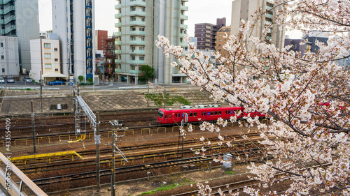 金山公園 桜 名古屋 