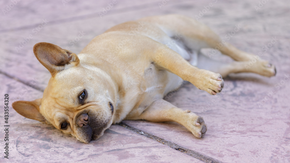 Tan French Bulldog male comfortably resting on its side. Tan French Bulldog male comfortably resting on its side.