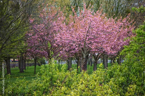 Obraz Kwitnące drzewa
