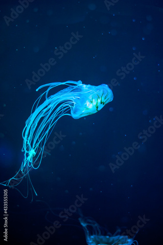 closed up of japanese sea nettle, brown jellyfish