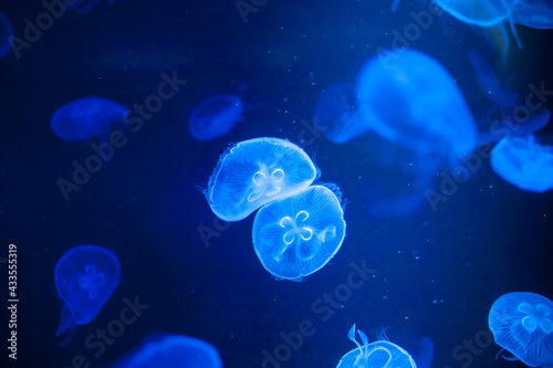 closed up of beautiful moon jellyfish