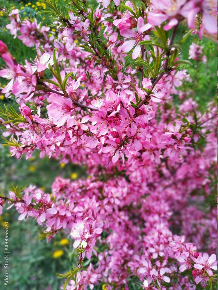 blooming low steppe almond, pink flowers - Prunus tenella, the dwarf Russian almond, decorative bushes for the garden, flower background wallpaper