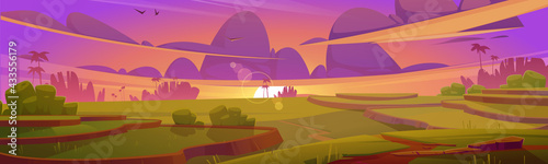 Rice field terraces, green paddy at sunset. Vector cartoon illustration of summer landscape with crop plantation on hills at evening. Asian terraced farmland, sun and palm trees silhouettes