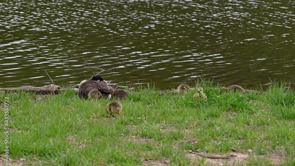 Canada Goose and Goslings at the Waters Edge Canada Goose and Goslings at the Waters Edge